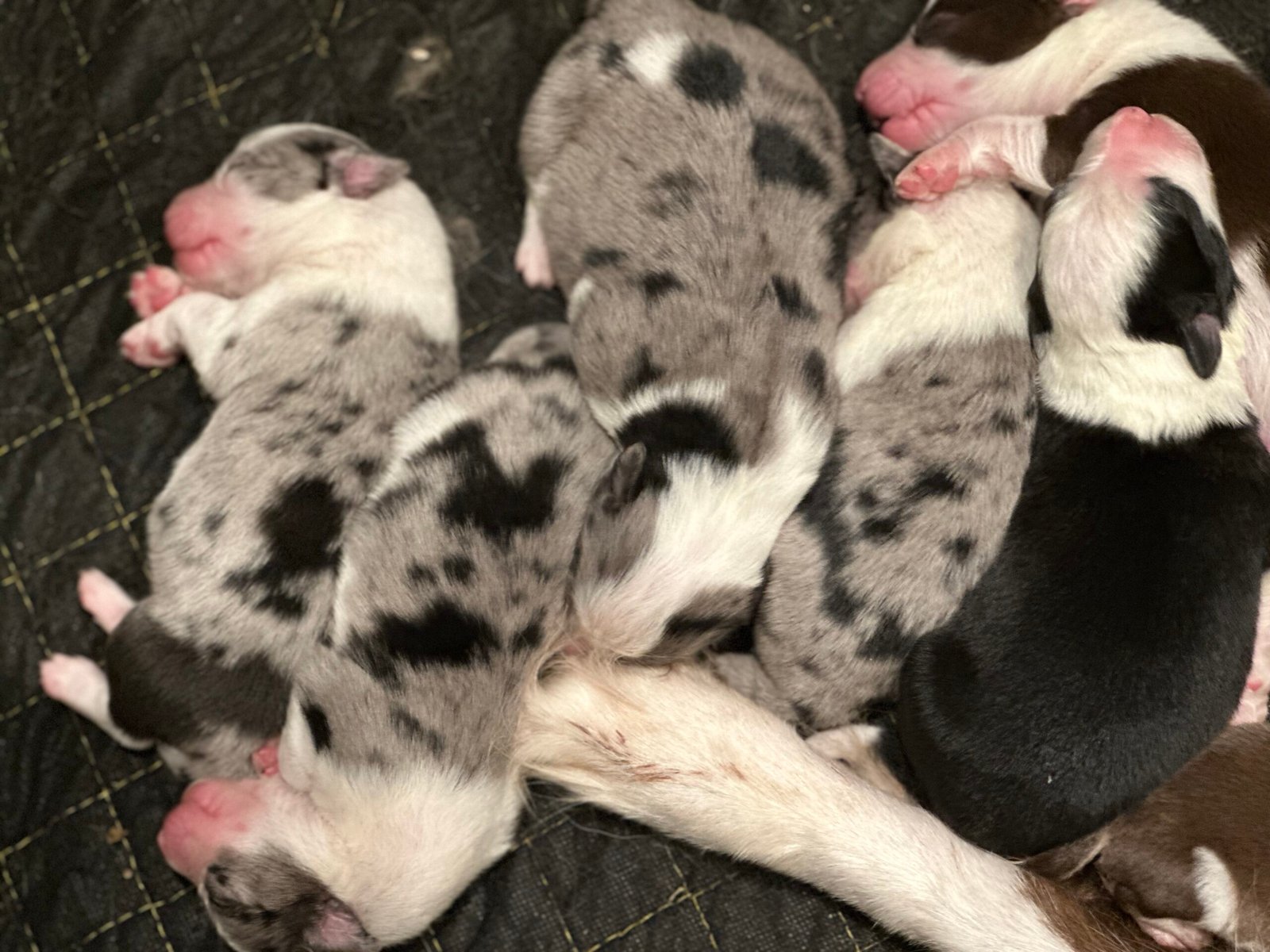 quenkenthebordercollie.com.au